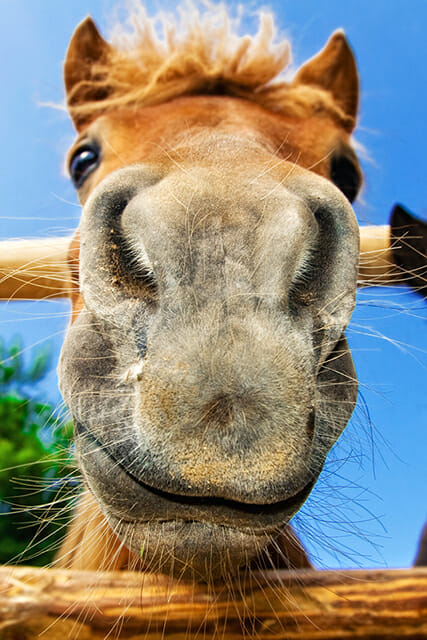 happy horse long nose wide angle lens photography low angle