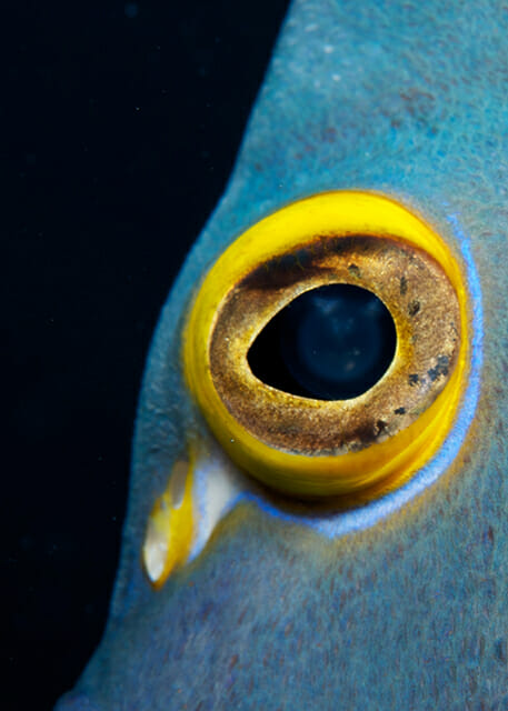 fish eye dory yellow blue black marine aquatics