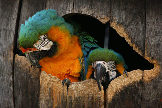 parrots macaw blue yellow green orange birds of paradise tree pair tropical pet portrait