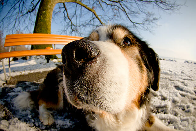 dog lying down field snow wide angle big nose tree cold winter pet portrait