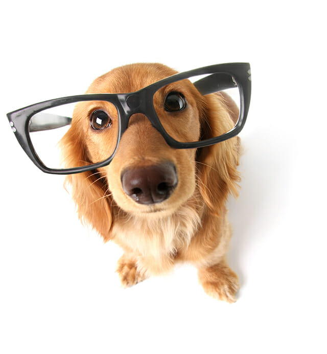 dog funny sat high angle looking down glasses brown coat cavalier funny thick rimmed glasses pet portrait