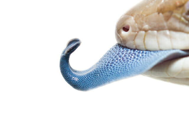 snake tounge blue reptile asp close crop pet portrait white background scales skin slimey