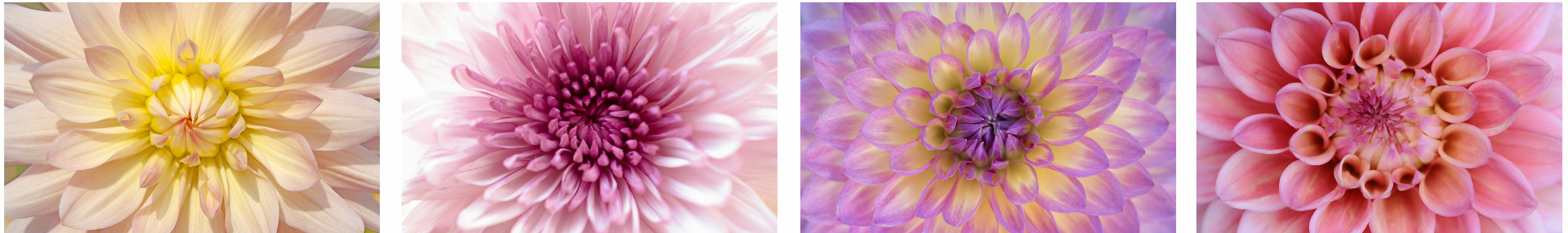 iphotography multiple exposure camera