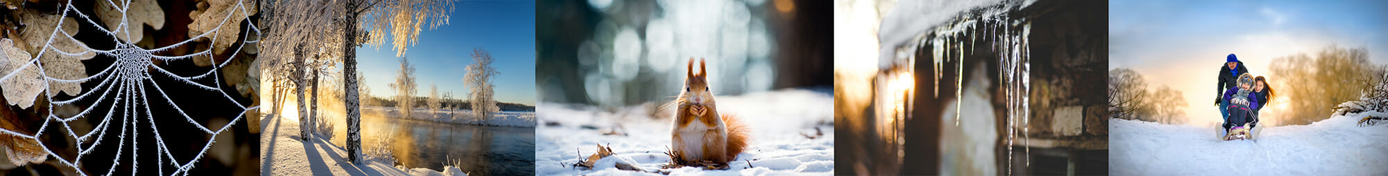 winter snow landscape squirrel family cold christmas trees cobweb frost