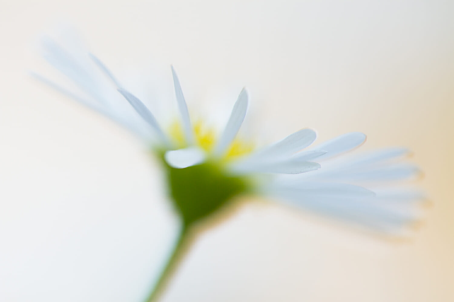 flower photography daisy white green yellow