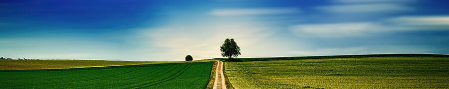 landscape with tree on horizon