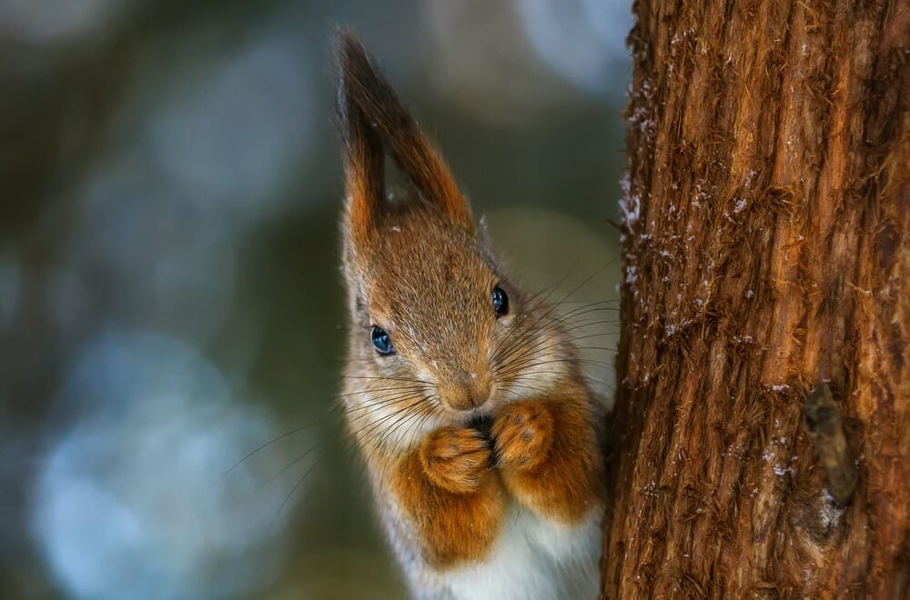 squirrel nuts wildlife photography red grey furry tree