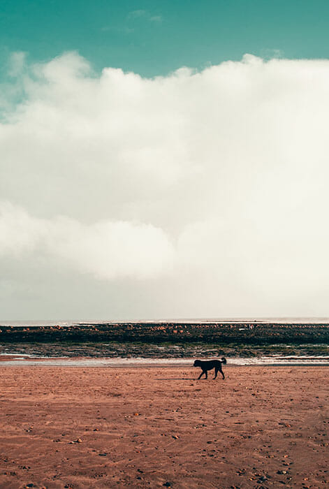 a dog on the beach alone beautiful day