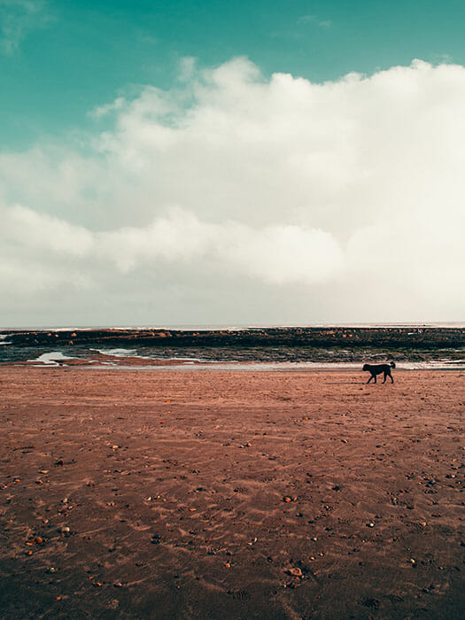 a dog walking alone on a beach