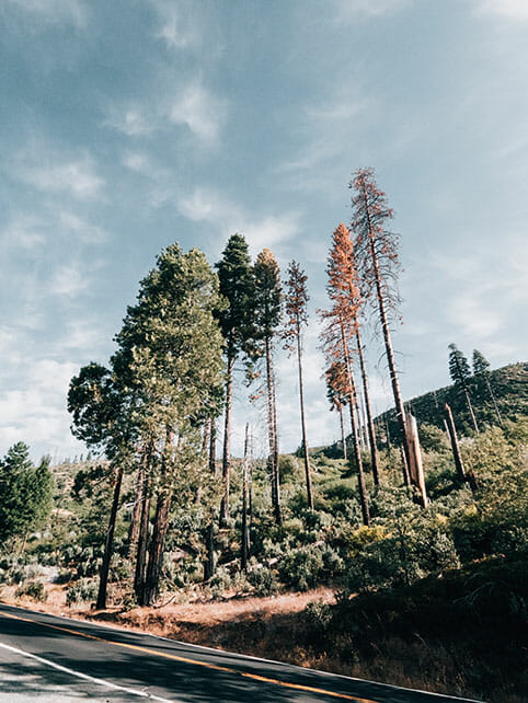 removing distractions from images example trees