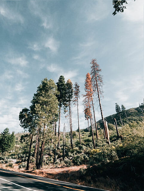 trees in yosemite national park