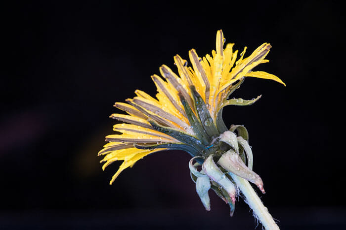 macro photo of a dandelion