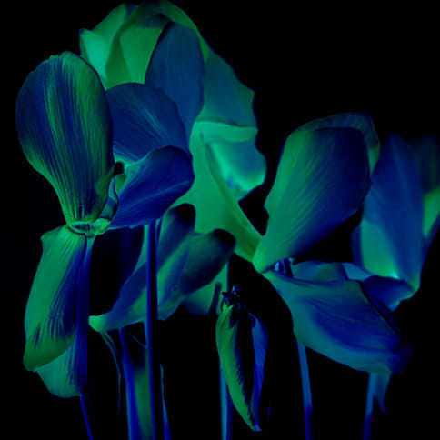 improving colour in your photography Eric Butcher copyright 2020
