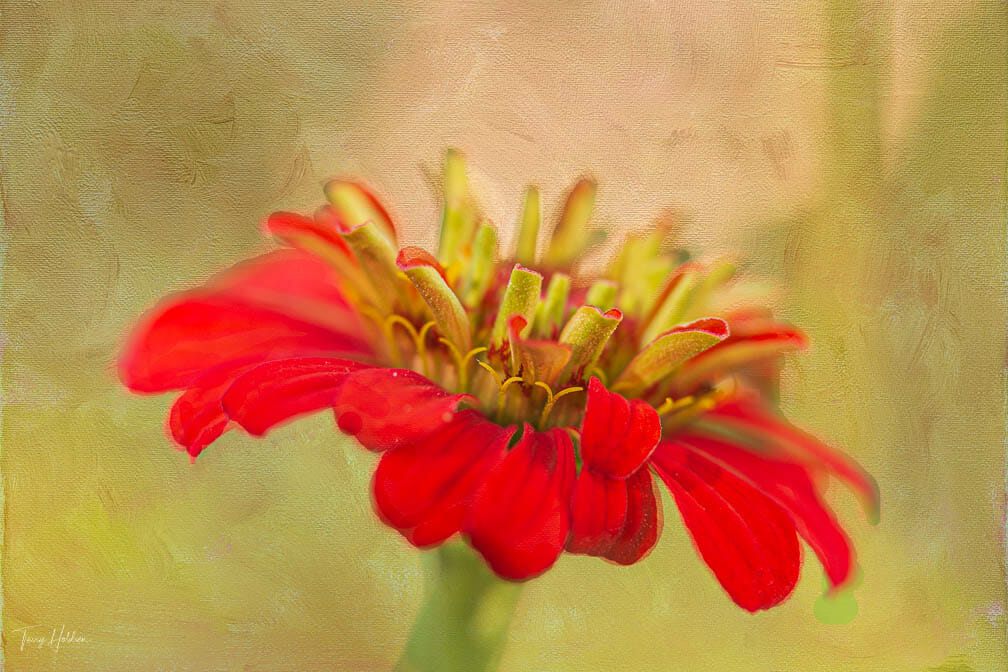 2020-07-05-Flowers-32 Copyright Terry Holdren 2020