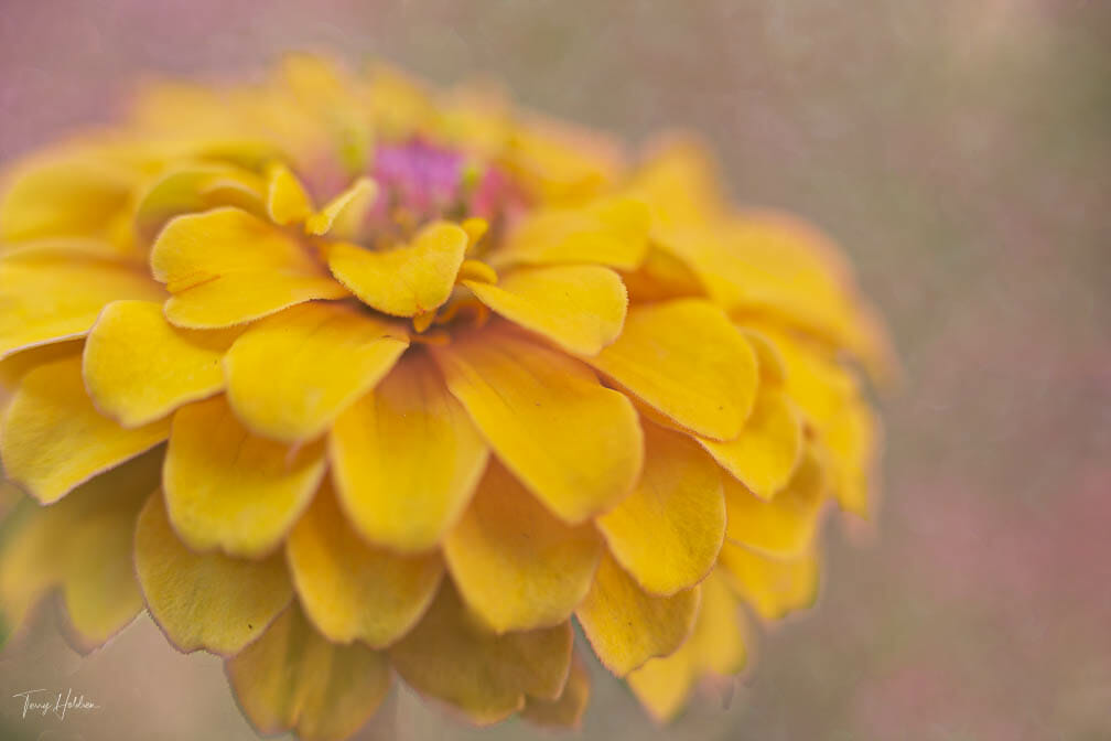 2020-07-05-Flowers-33 Copyright Terry Holdren 2020 iPhotography Textured flower photos 4