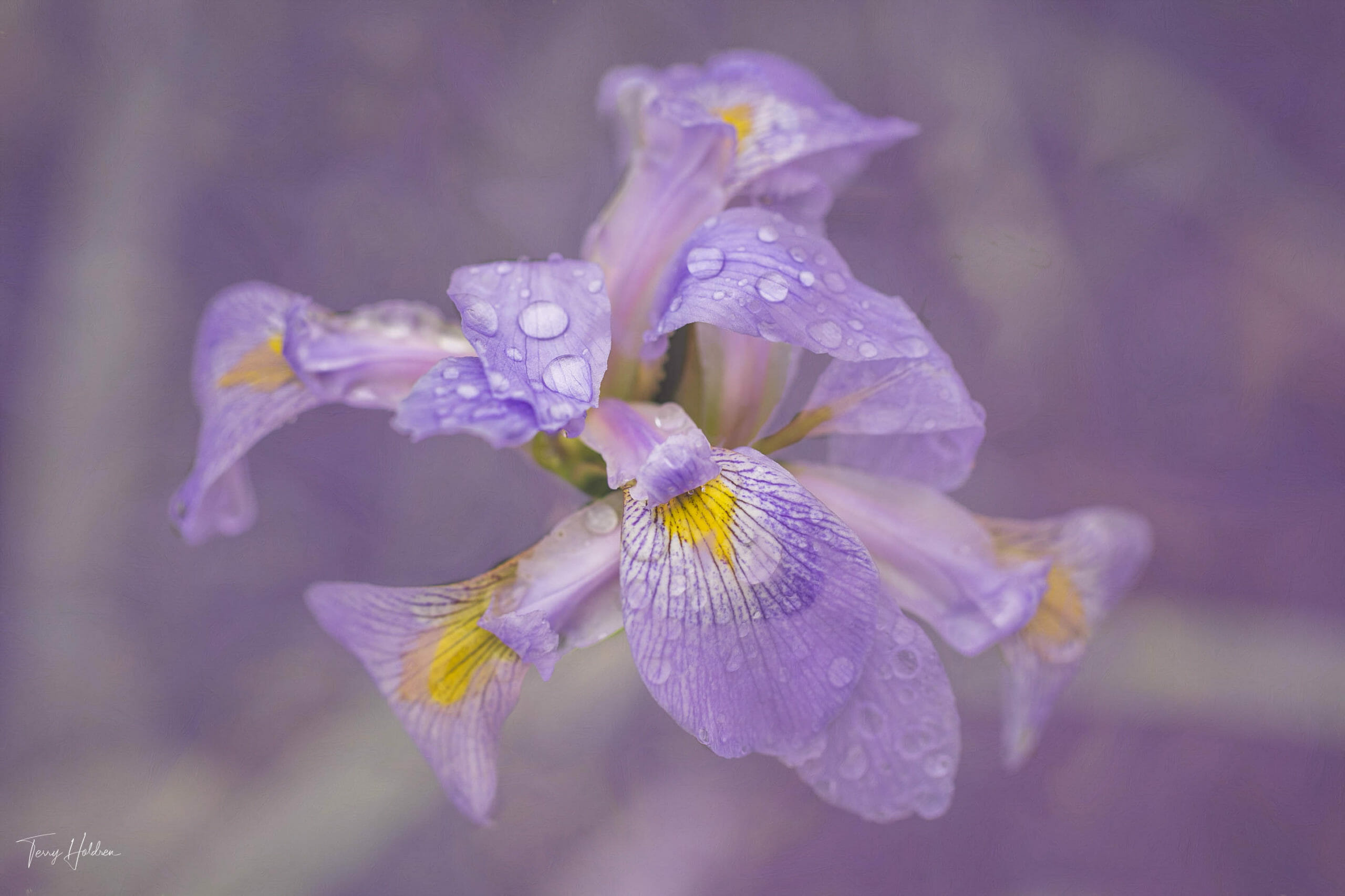 2020-06-09-Garden-after-the-Rain-29 Copyright Terry Holdren 2020 iPhotography Textured flower photos 5