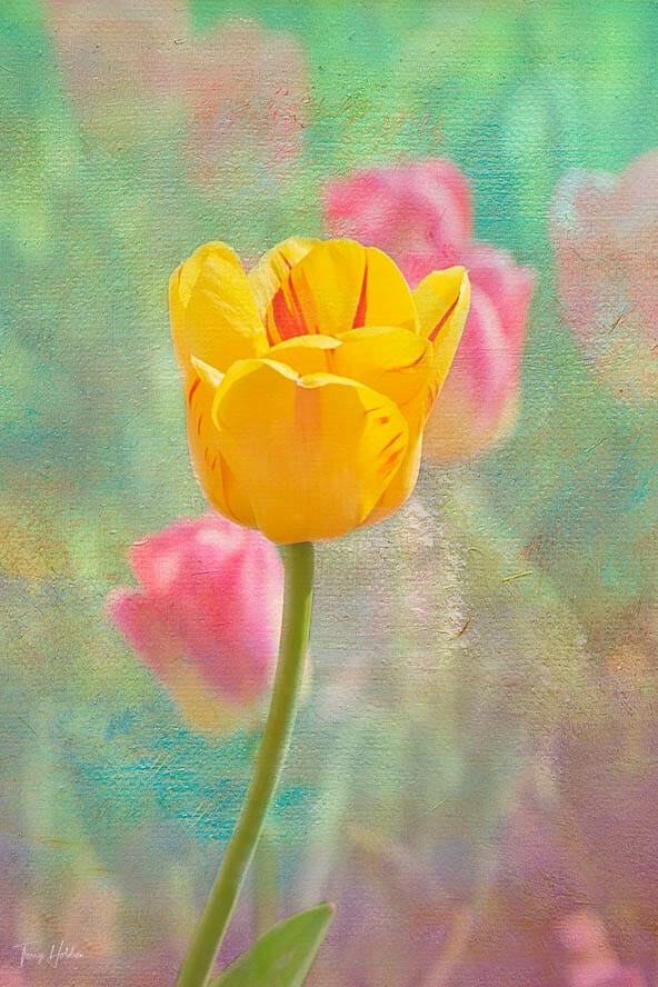 2020-04-30-Tulips Copyright Terry Holdren 2020 iPhotography Textured flower photos 5