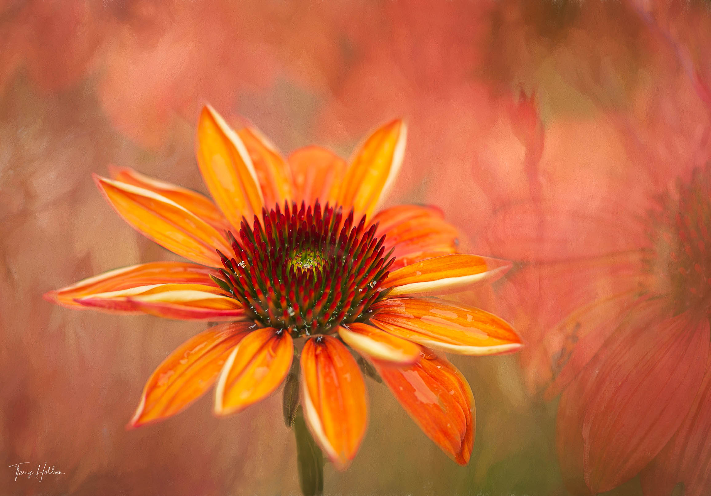 2020-06-09-Garden-after-the-Rain-30 Copyright Terry Holdren 2020 iPhotography Textured flower photos 1