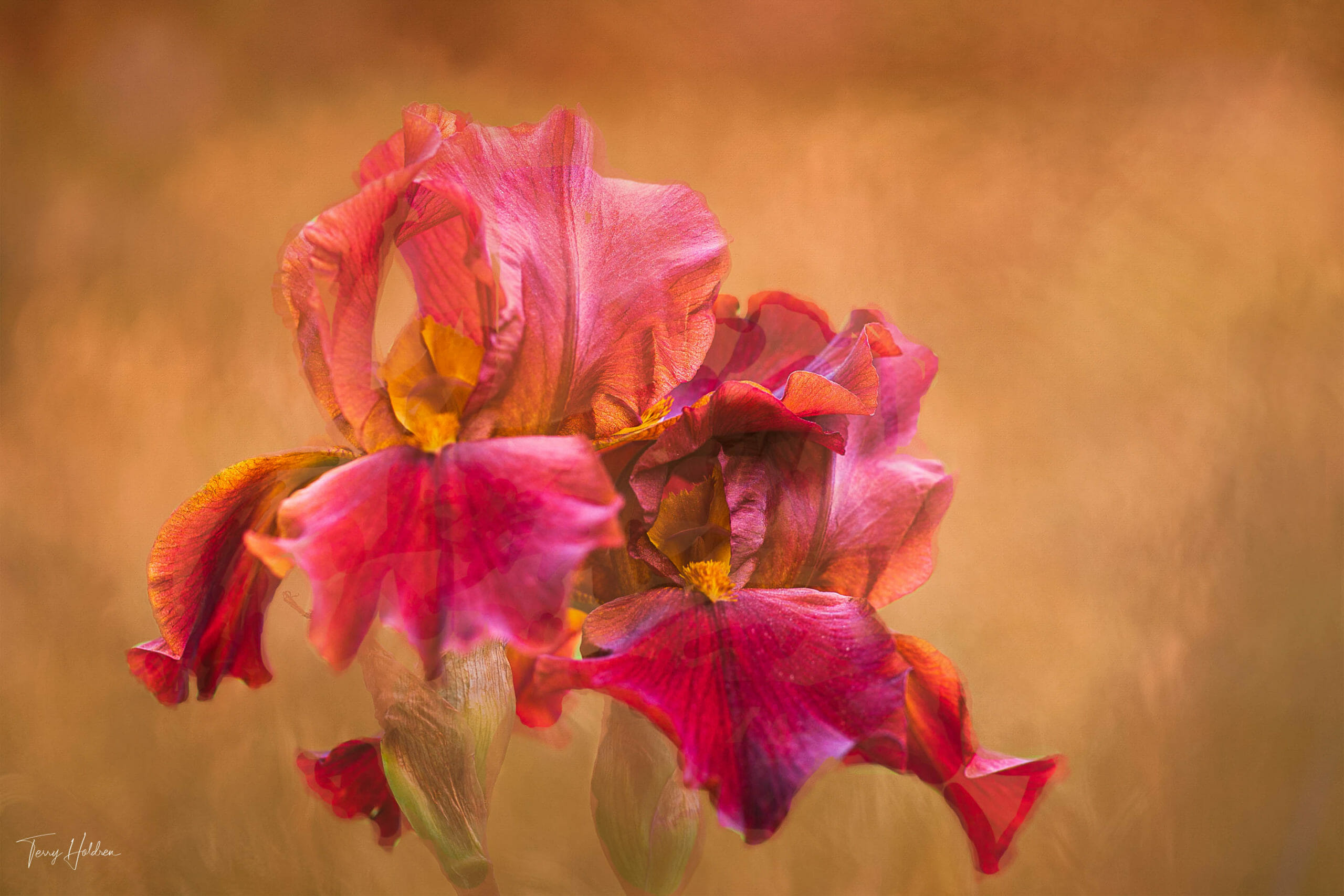 2020-06-09-Garden-after-the-Rain-31 Copyright Terry Holdren 2020 iPhotography Textured flower photos 3