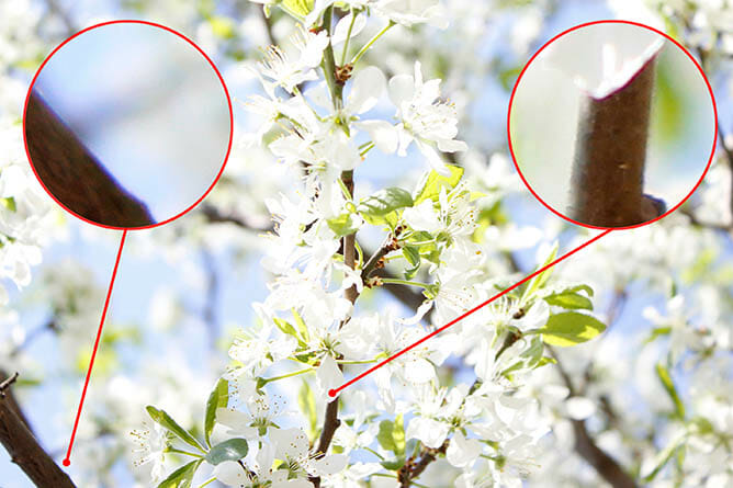 chromatic aberration image example iPhotography course 3 image example iPhotography course 1 Chromatic Aberration