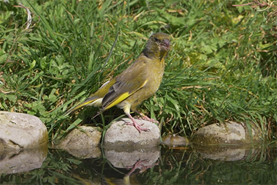 bird hide photo 2 rachel sinclair bird hide photography tips iphotography