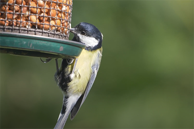 bird hide photo 3 rachel sinclair bird hide photography tips iphotography