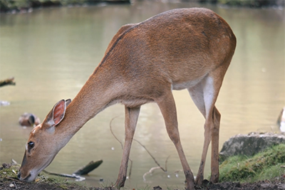 zoo tip photo 1 iphotography zoo photos deer 1