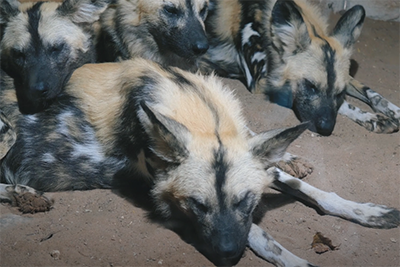 zoo tip photo 4 iphotography zoo photos painted dogs sleeping