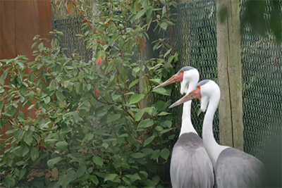 zoo tip photo 5 iphotography zoo photos herons cranes