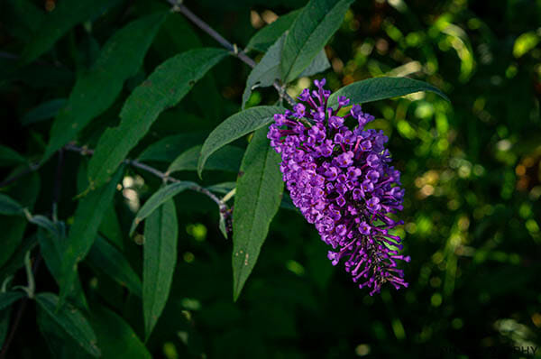 iPhotography Copyright 2020 Flower Photography Lit with reflector