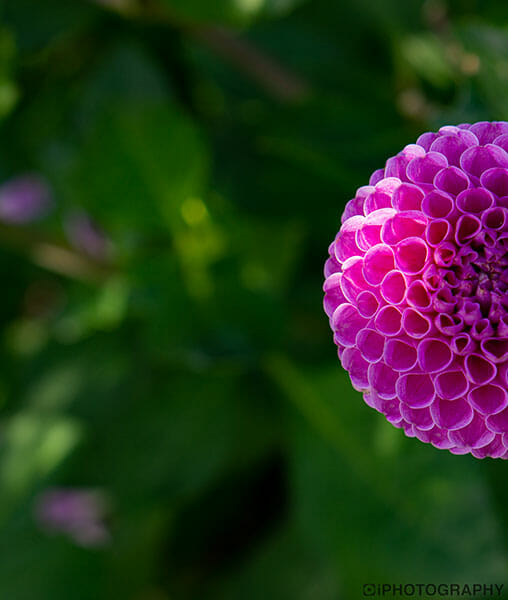 iPhotography Copyright 2020 Flower Photography half crop