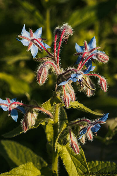 iPhotography Copyright 2020 Flower Photography macro