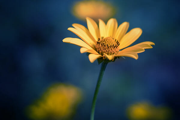 Flower Photography Tip 2 Flower Photography shallow depth of field