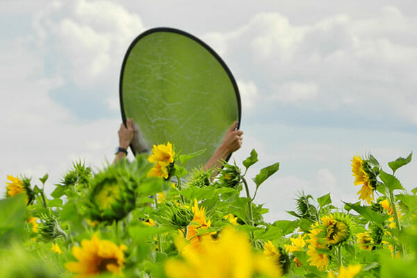 Flower Photography Tip 4 Flower Photography holding up a reflector in field of sunflowers photography