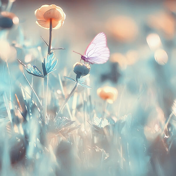 Flower Photography Tip 6 Flower Photography foreground blur bokeh