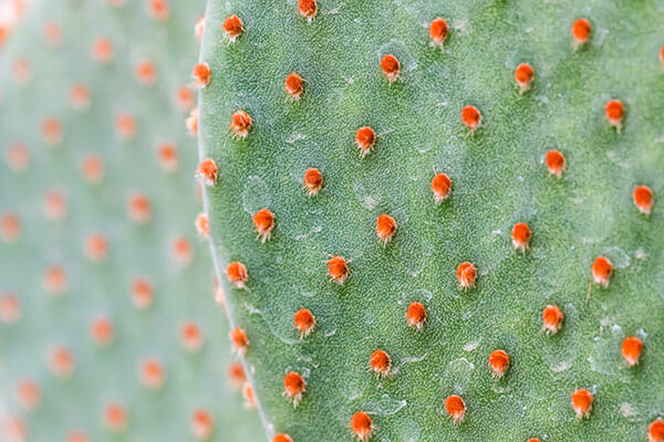Flower Photography Tip 7 Flower Photography cactus red and green
