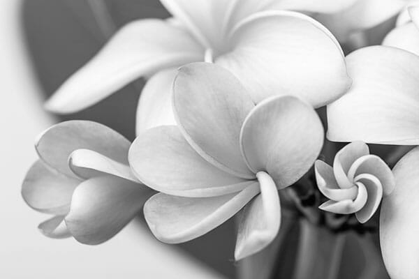 Flower Photography Tip 10 Flower Photography b&w black and white flower petals