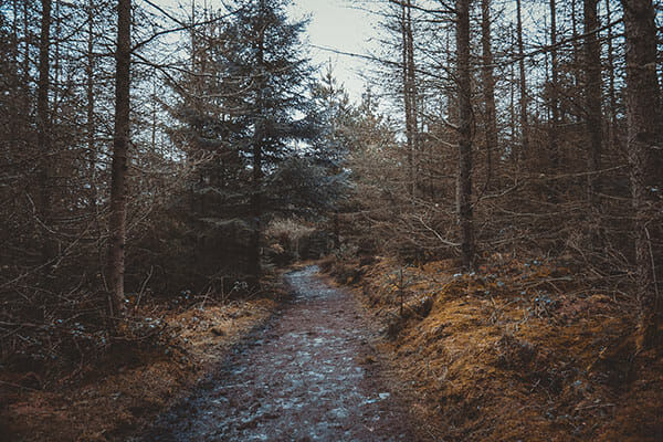 Woodland Photography Tips 2 Woodland Photography Tips 2