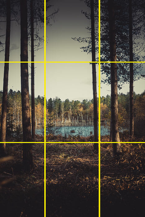 Woodland Photography Tips 6 Woodland Photography Tips rule of thirds example