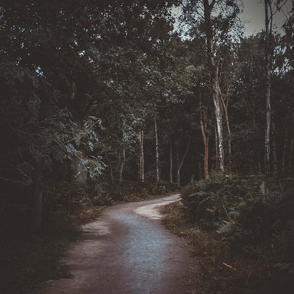 Woodland Photography Tips 9 Woodland Photography Tips 9 woodland path