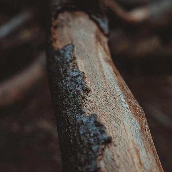 Woodland Photography Tips for Beginners - iPhotography