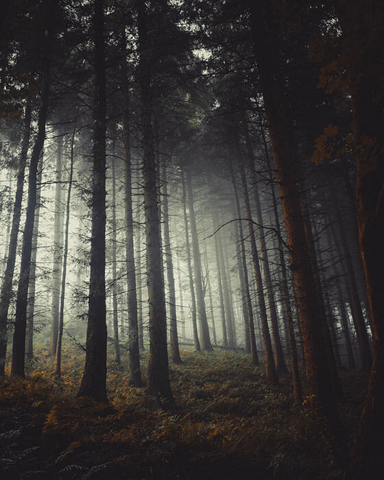 Woodland Photography Tips 17 Woodland Photography Tips 17