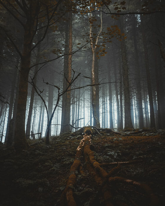 Woodland Photography Tips 18 Woodland Photography Tips 18