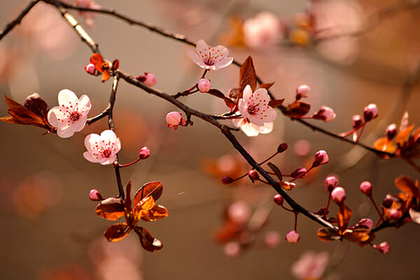 spring photography tips 1 spring photography tips 1