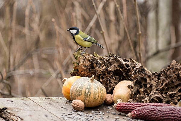 spring photography tips bird on pumpkin 4 spring photography tips bird on pumpkin 4