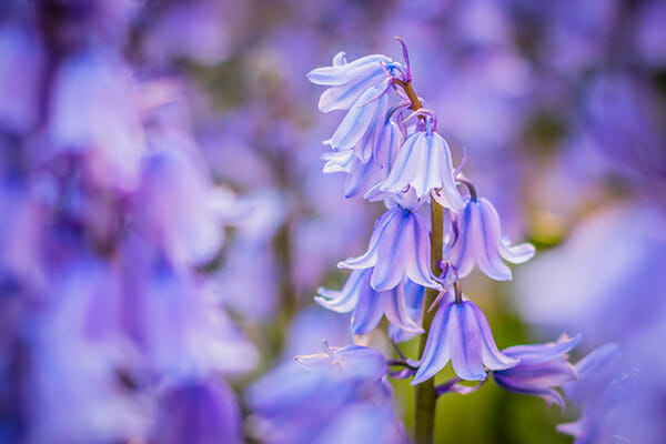 spring photography tips bluebell close up 7 spring photography tips bluebell close up 7