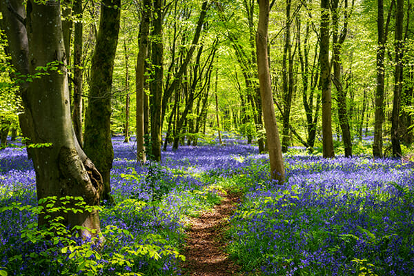 spring photography tips field of bluebells 6 spring photography tips field of bluebells 6