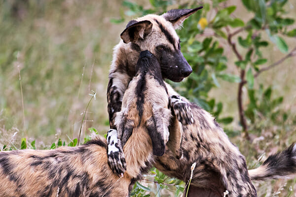 Zoo Painted Dogs Zoo Painted Dogs