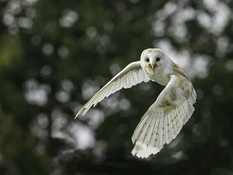 Derek Smith Wildlife photographs Derek Smith