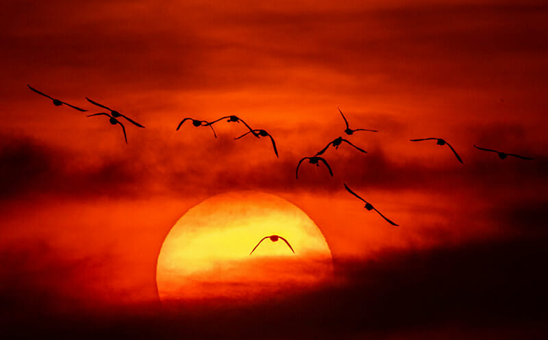 JeremyWood_SunsetOverMarshes JeremyWood_SunsetOverMarshes wildlife photographs